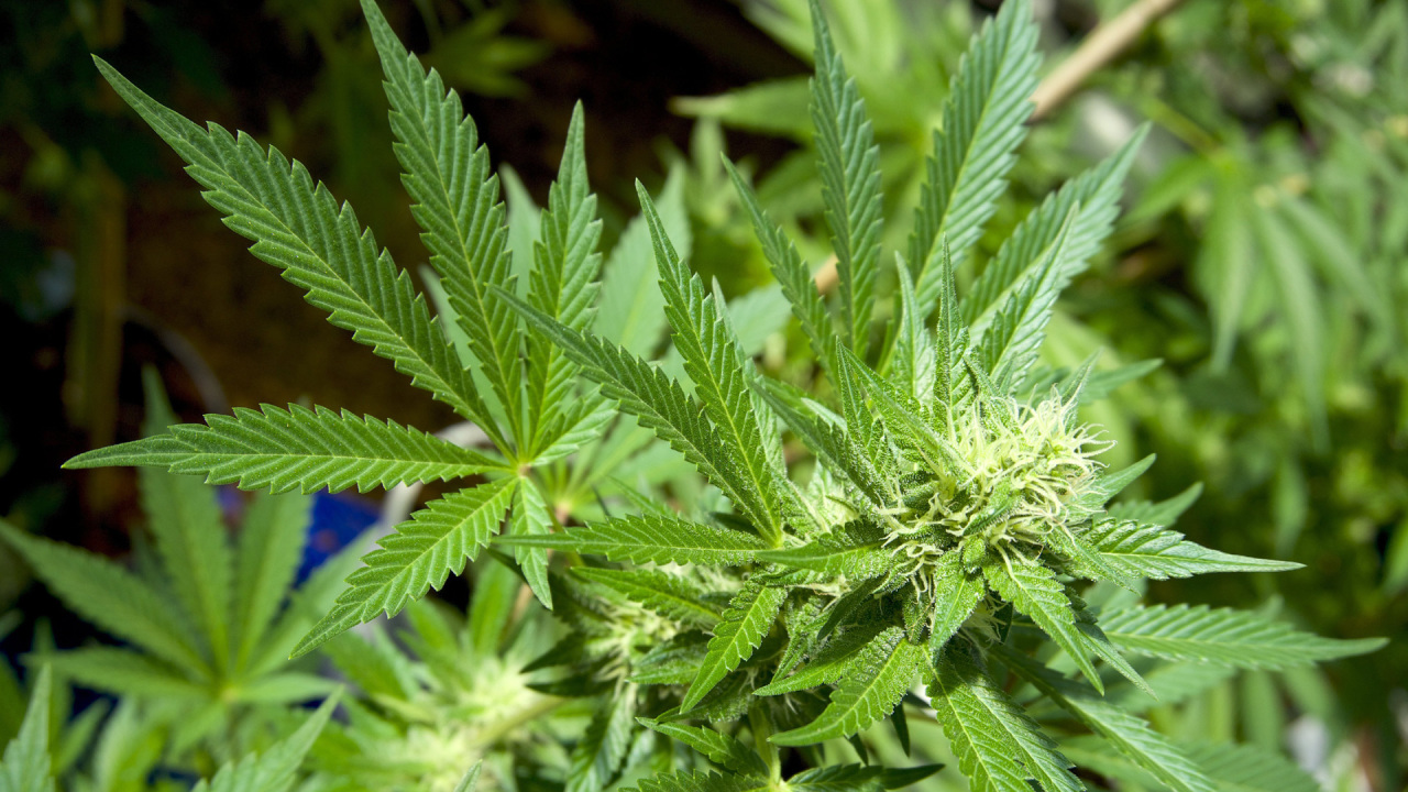 California reports record illegal cannabis seizures in 2025 alone