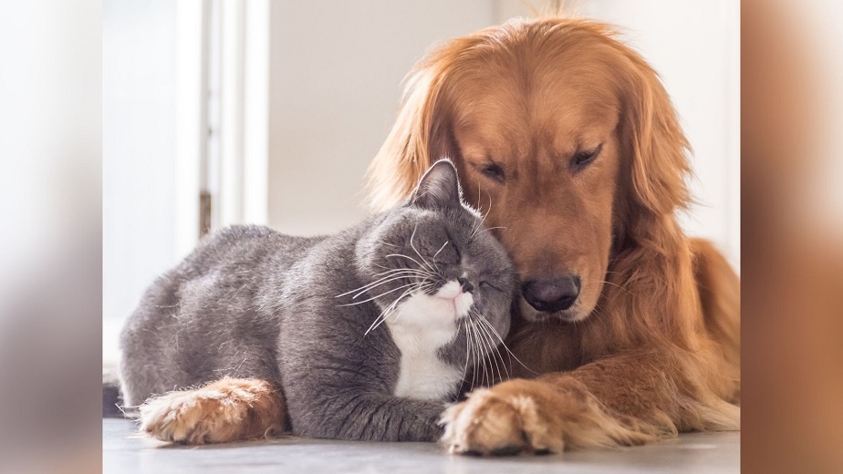 Los Angeles City Council discussed an ordinance supporting "Dog and Cat